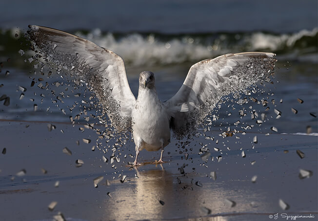 Windsurfer, fot.37